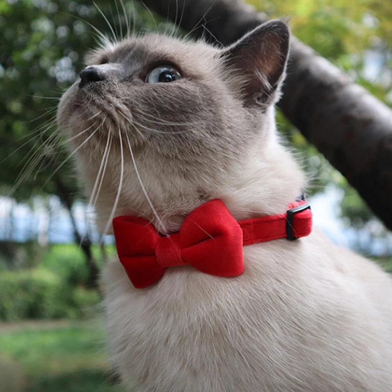 Velvet Cat Collar